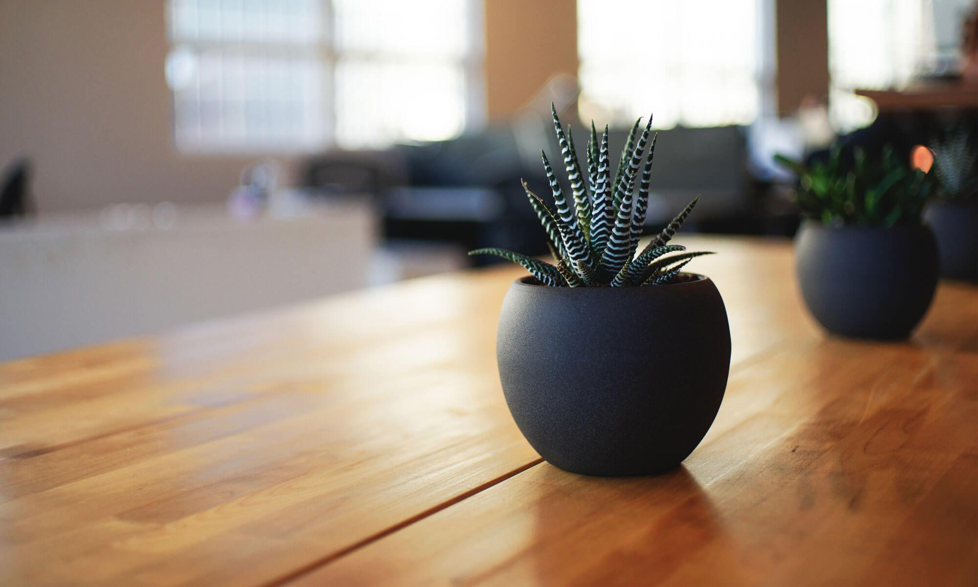 Close-up of small striped succulent plants in dark round pots on a wooden table, with a blurred bright room in the background